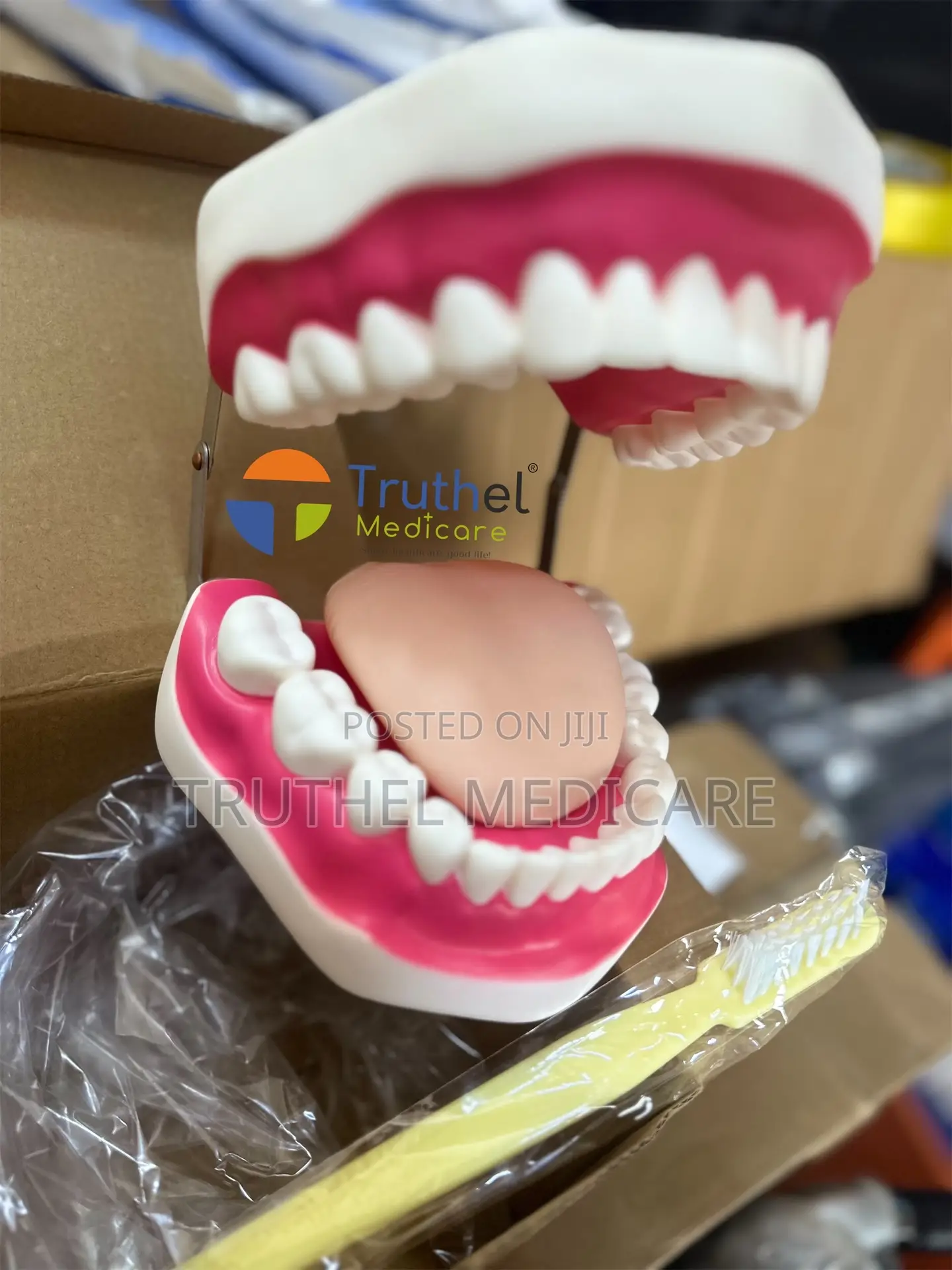 Teeth Model (Big Advanced)
