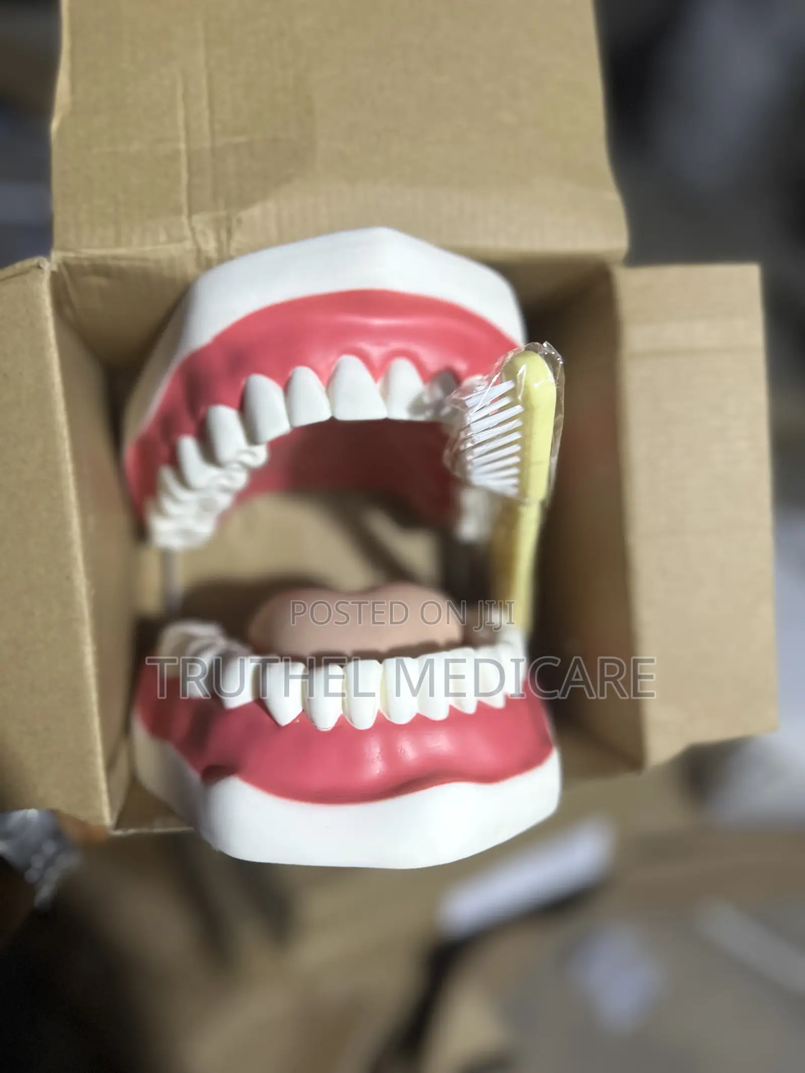 Teeth Model (Big Advanced)