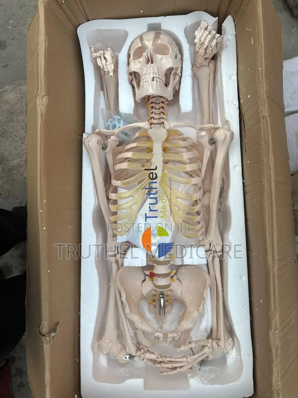 Full Human Skeletal System(180cm)