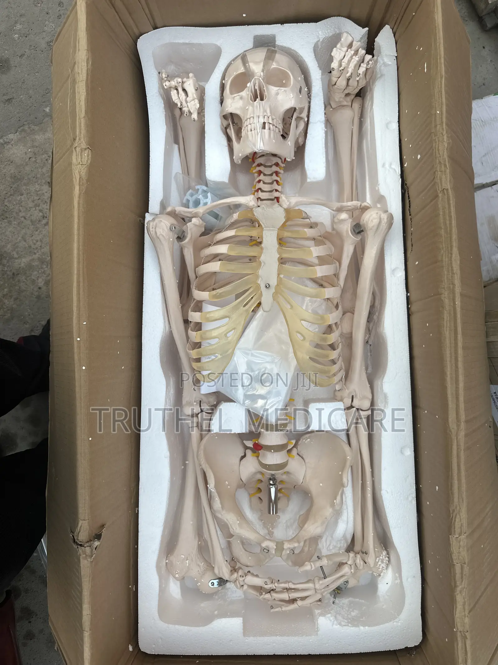 Full Human Skeletal System(180cm)