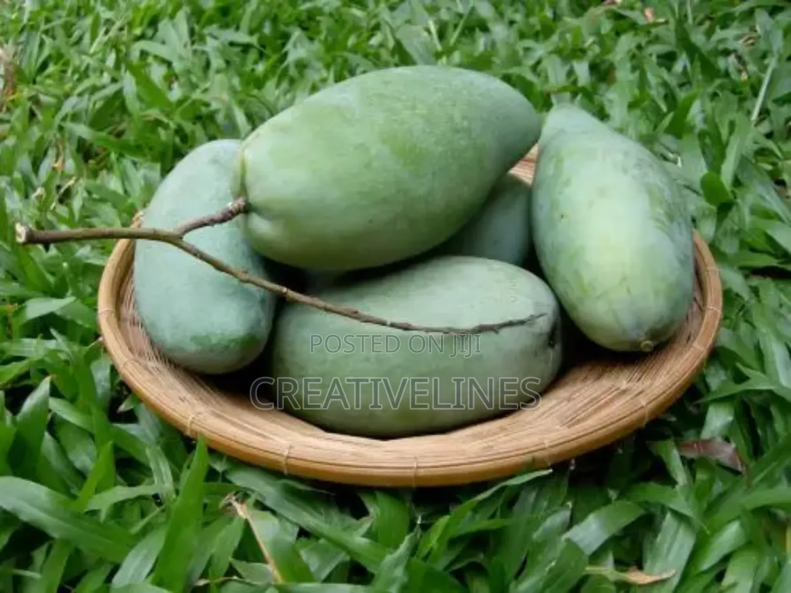 Supply of Mangoes