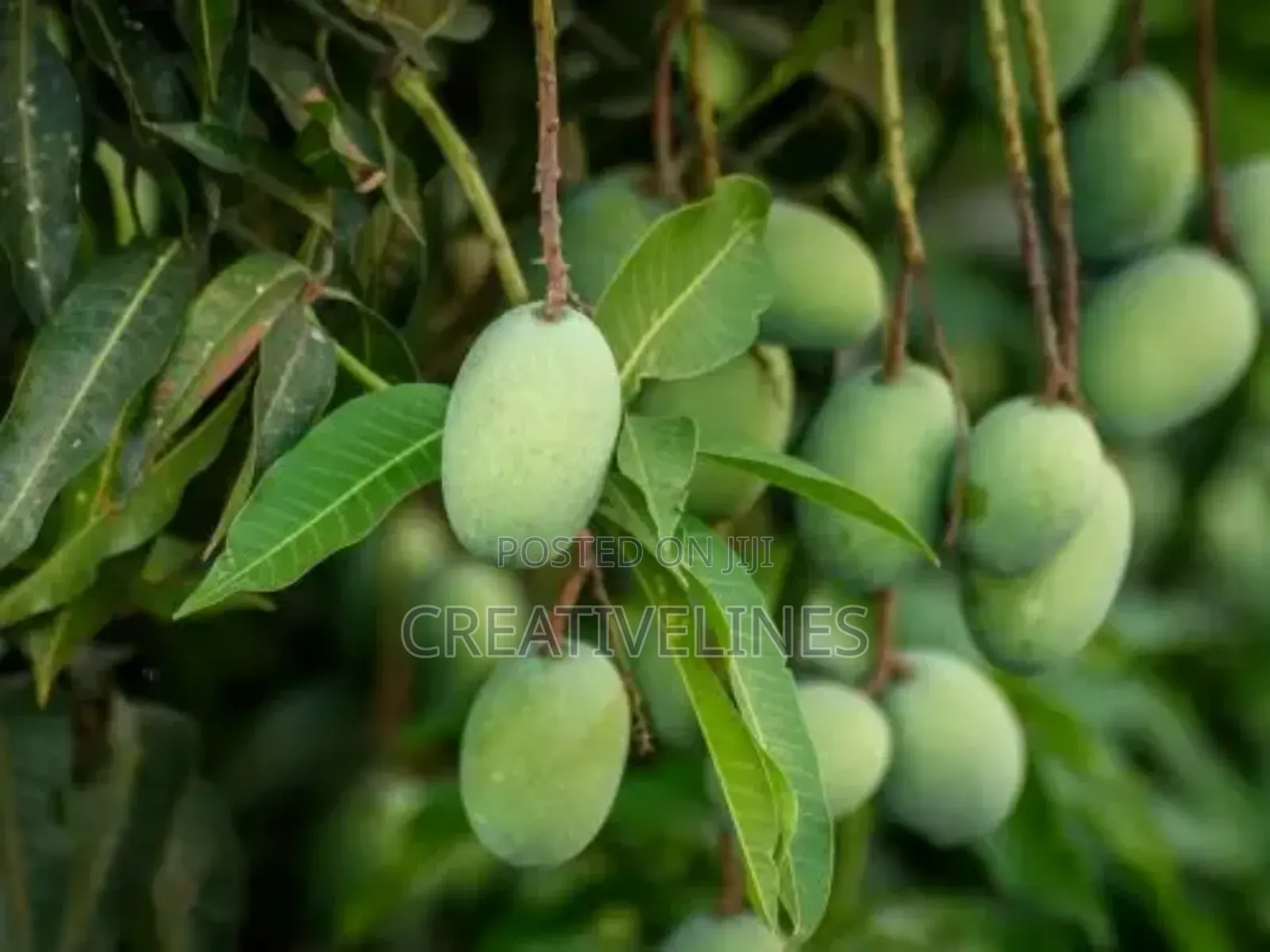Supply of Mangoes
