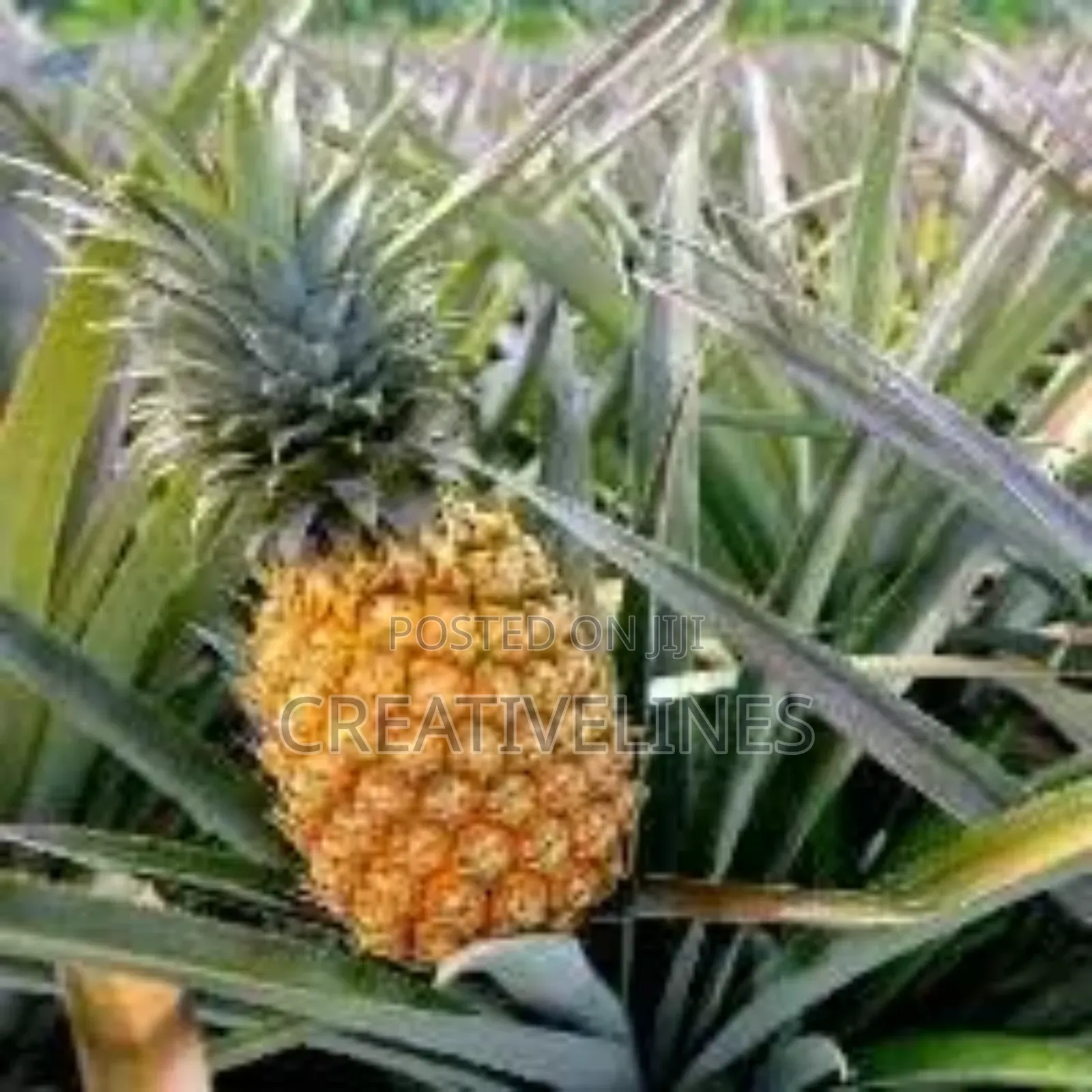 Supply of Pineapple