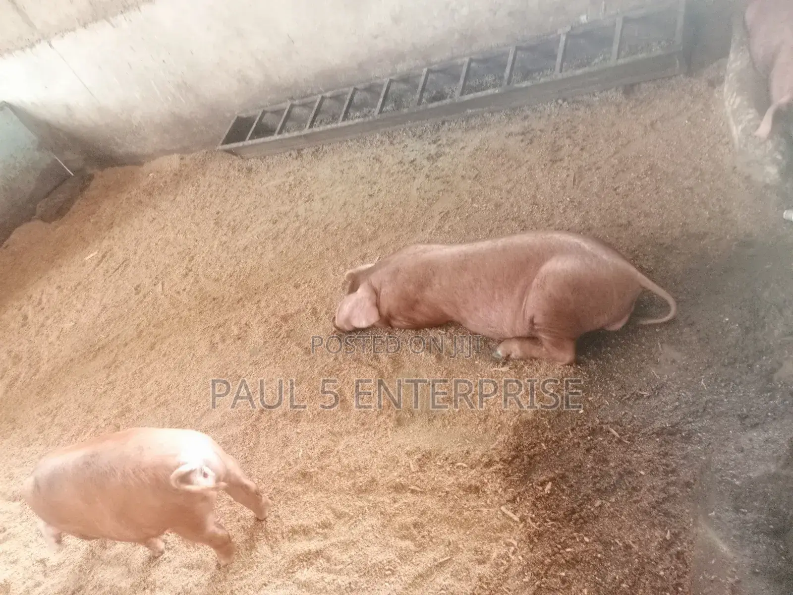 Foreign Breeds Pure Duroc Male and Female