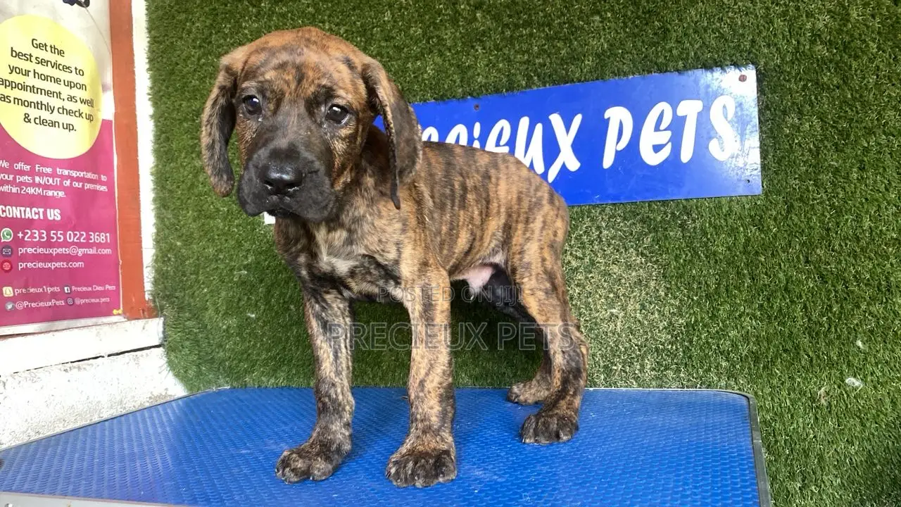1-3 months Male Purebred Boerboel