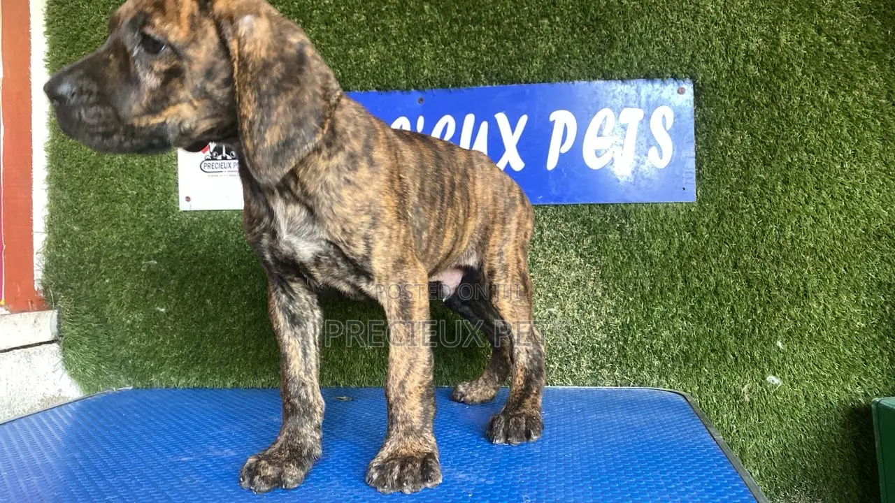1-3 months Male Purebred Boerboel