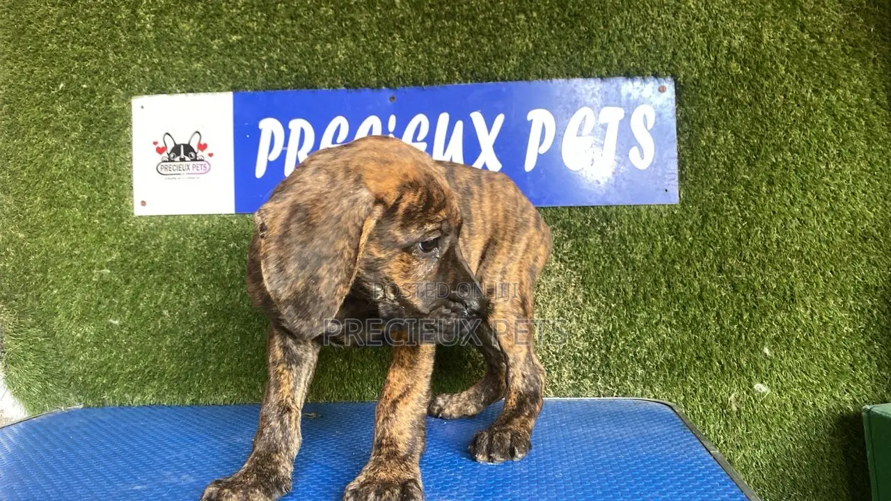 1-3 months Male Purebred Boerboel