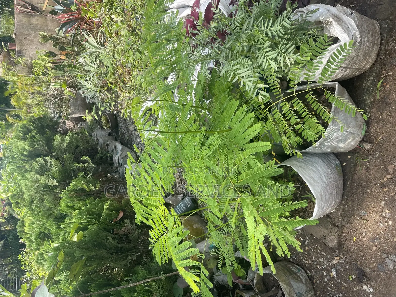 Flamboyant Tree Available for Sale
