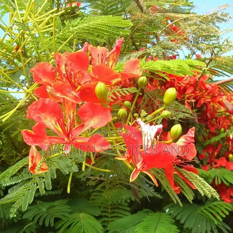 Flamboyant Tree Available for Sale