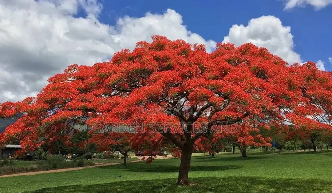 Flamboyant Tree Available for Sale