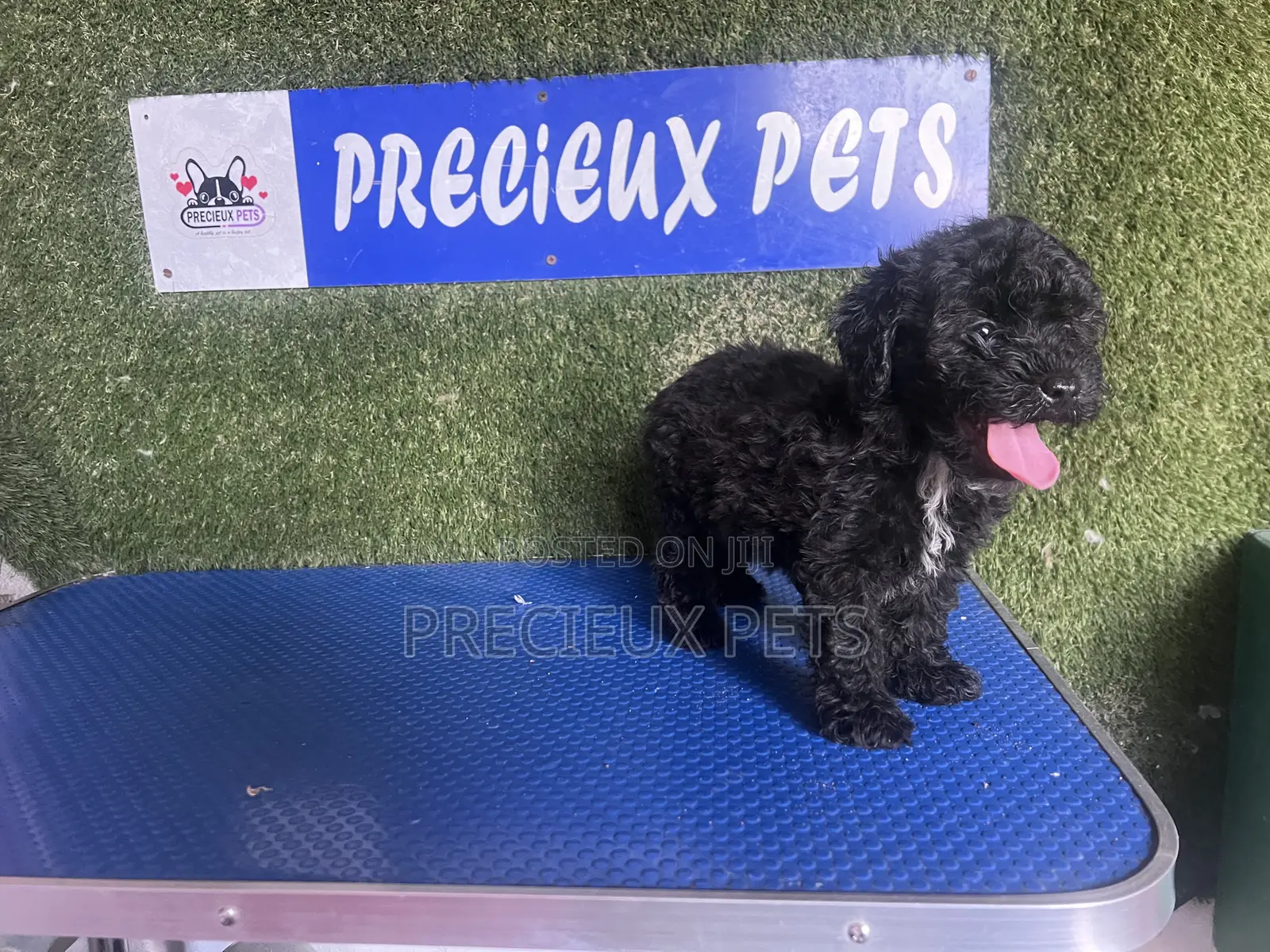 1-3 months Female Purebred Poodle