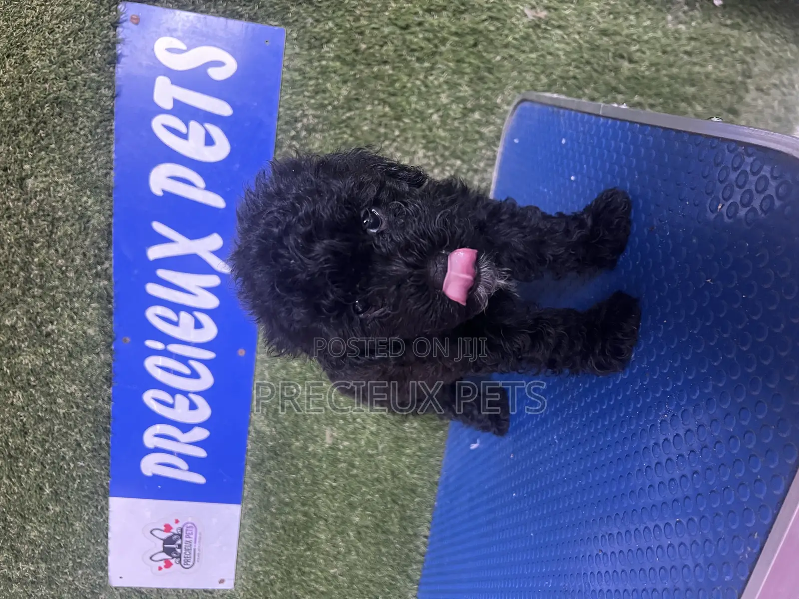 1-3 months Female Purebred Poodle