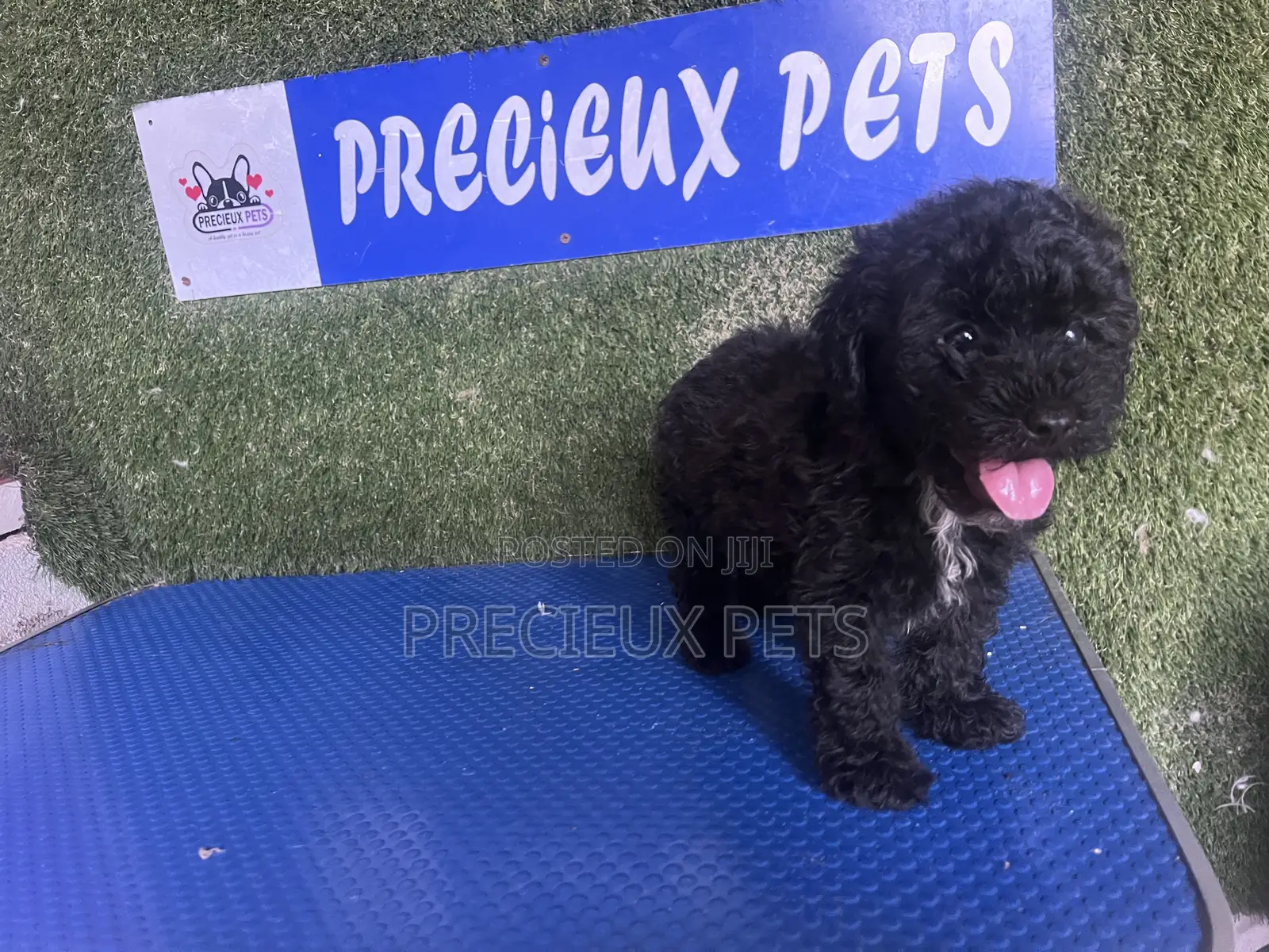 1-3 months Female Purebred Poodle