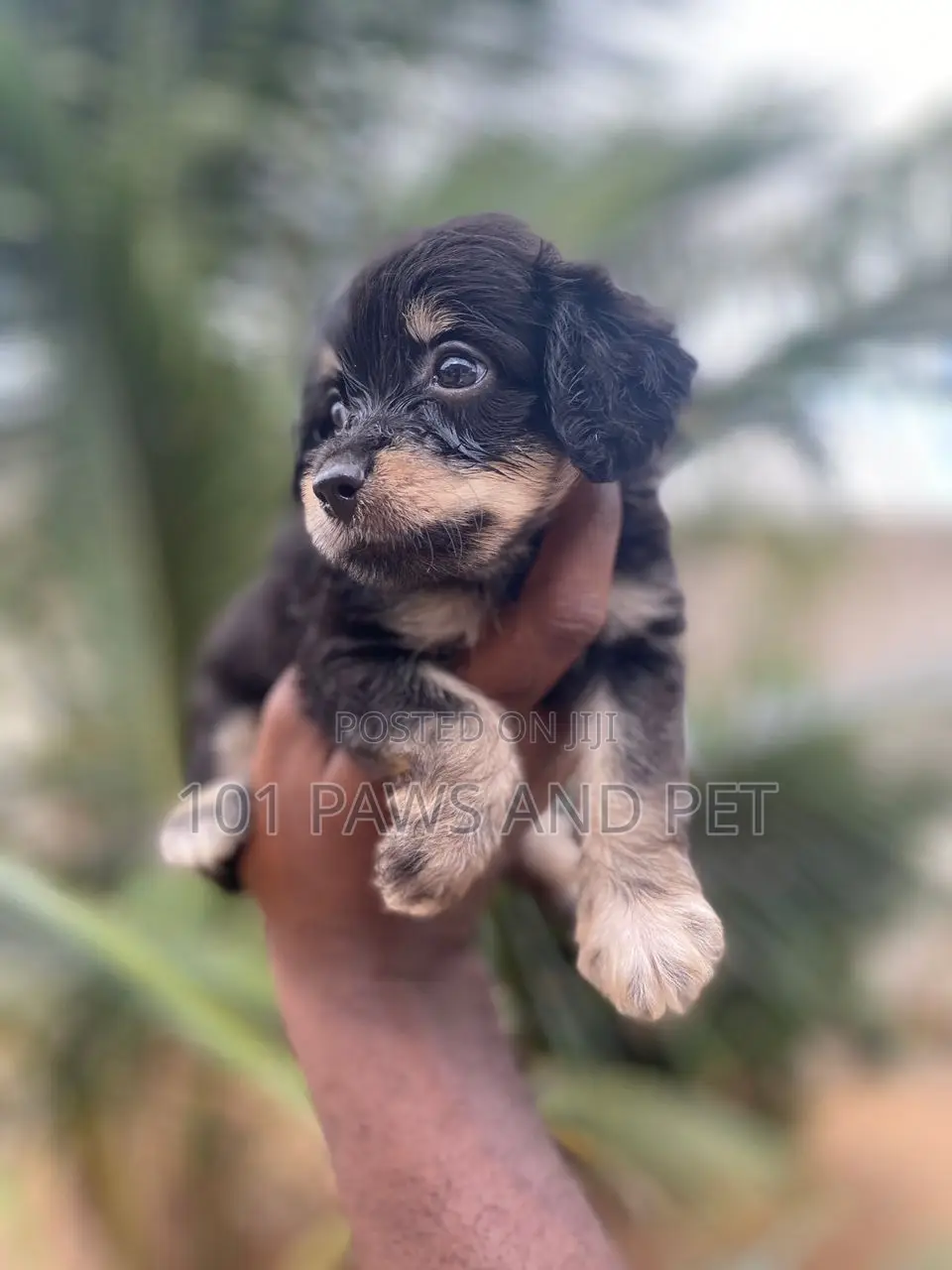 1-3 months Female Purebred Poodle