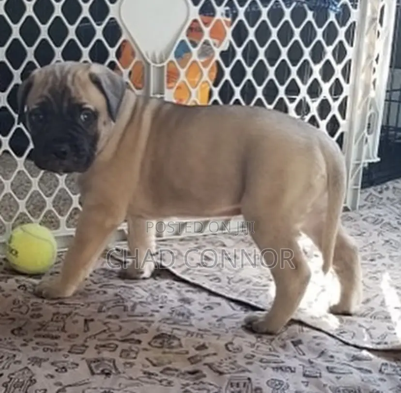 1-3 months Male Purebred Bullmastiff