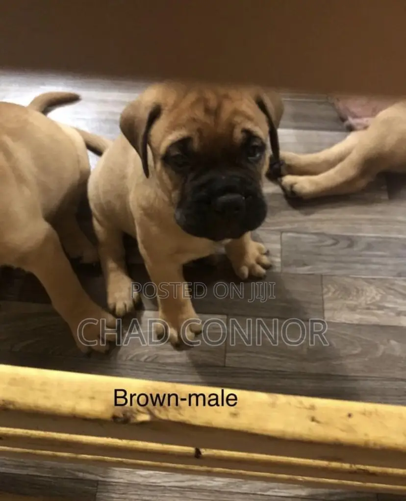1-3 months Male Purebred Bullmastiff