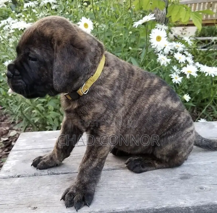 1-3 months Male Purebred Bullmastiff
