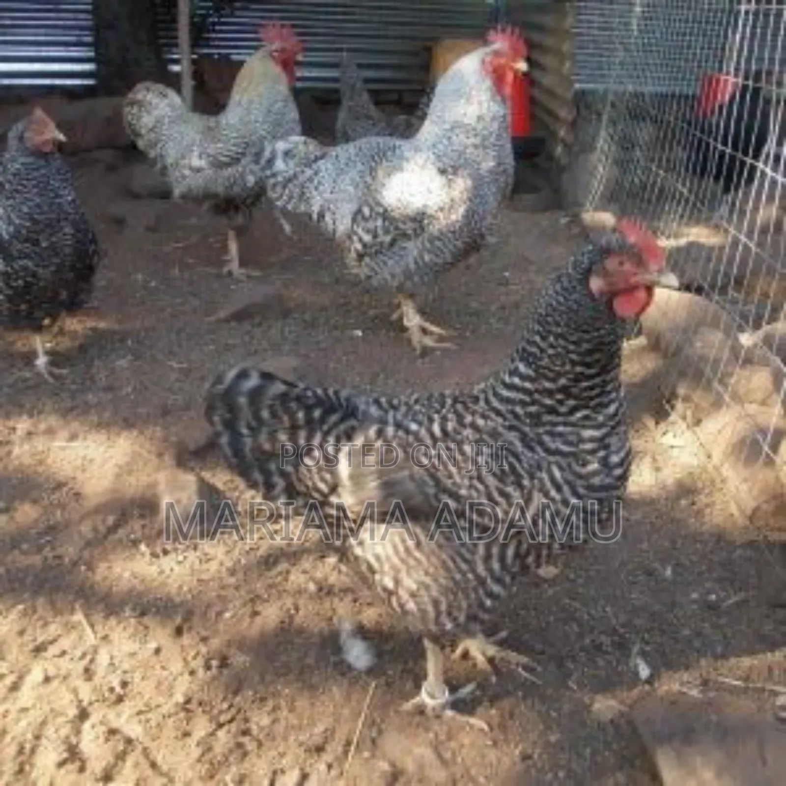 Poultry Fowls