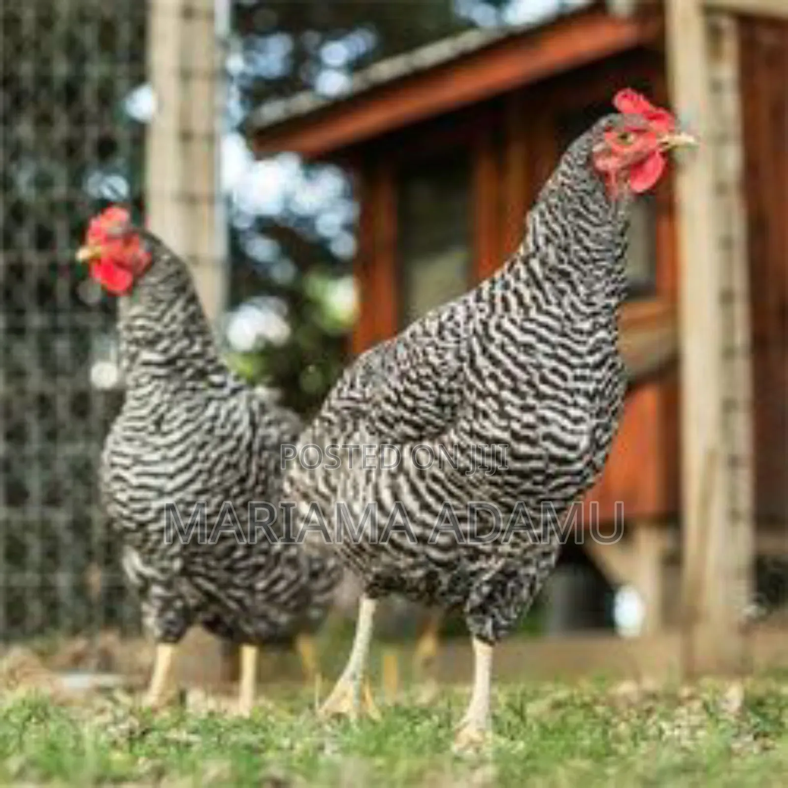 Poultry Fowls