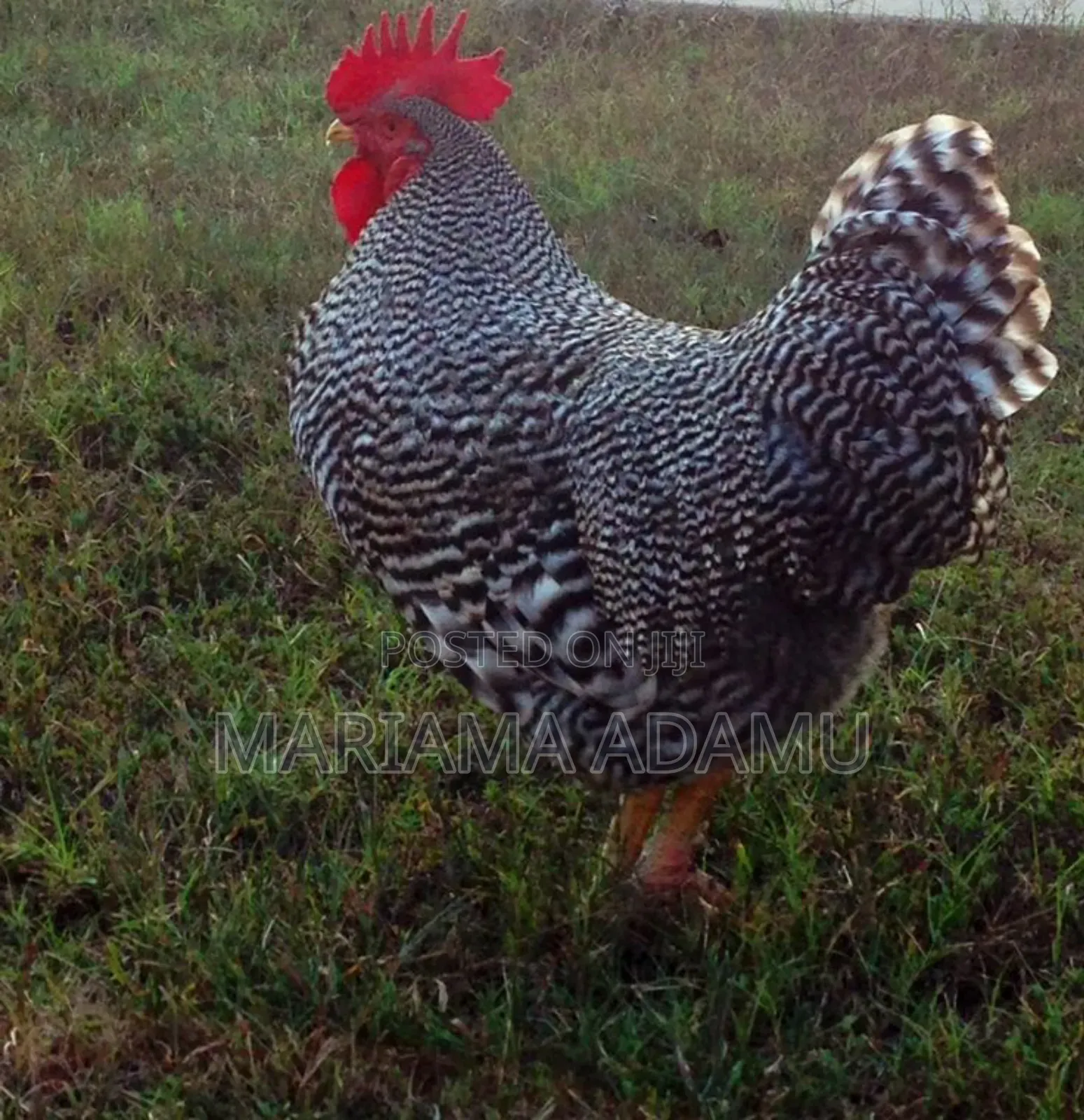 Poultry Fowls