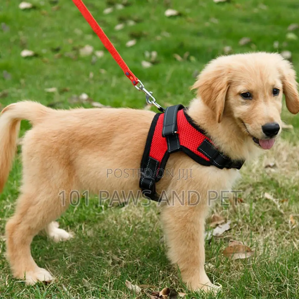 Dog Harness Medium