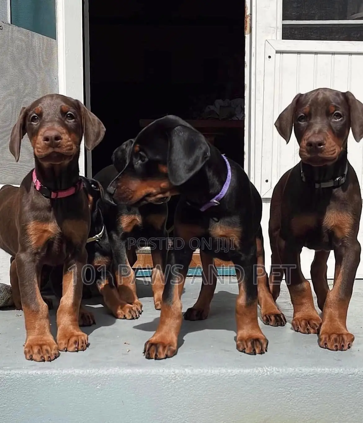 3-6 months Male Purebred Doberman Pinscher