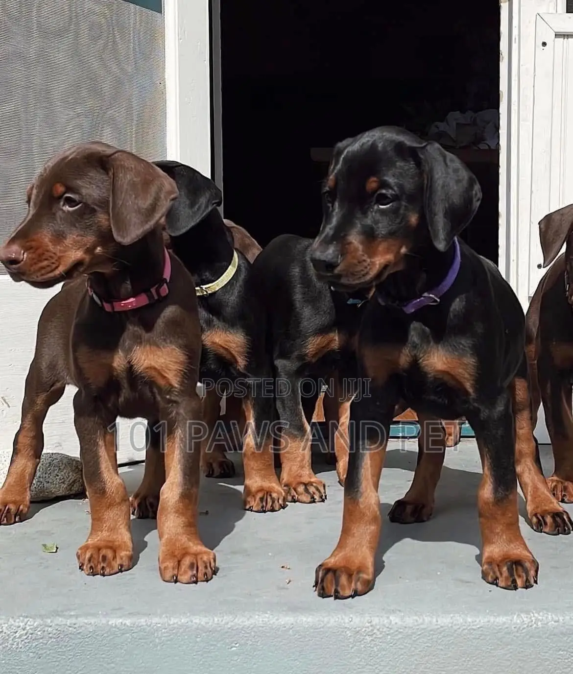 3-6 months Male Purebred Doberman Pinscher