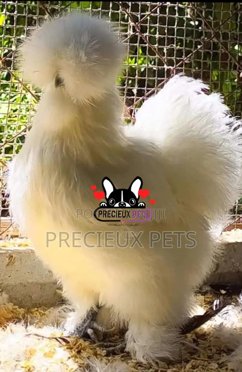 Silkie Bantam