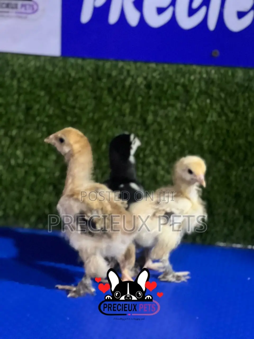 2-3 Weeks Old BRAHMA CHICKEN (Chicks)