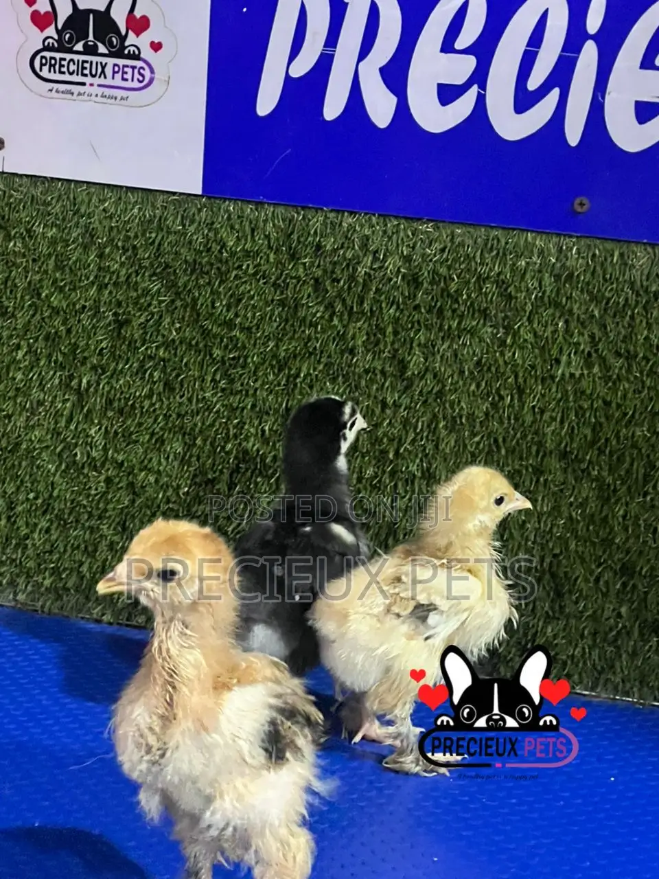 2-3 Weeks Old BRAHMA CHICKEN (Chicks)