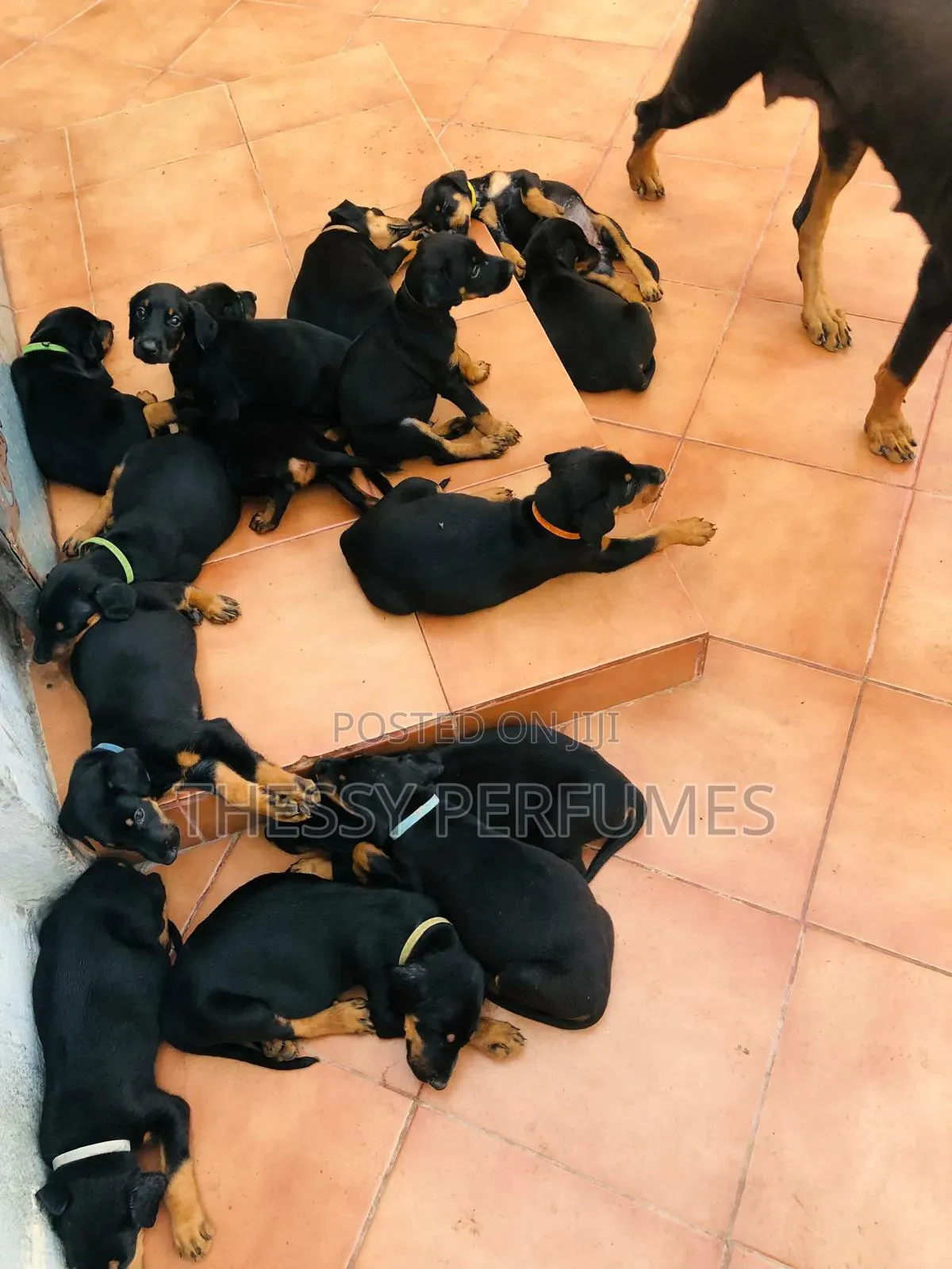1-3 months Male Purebred Doberman Pinscher