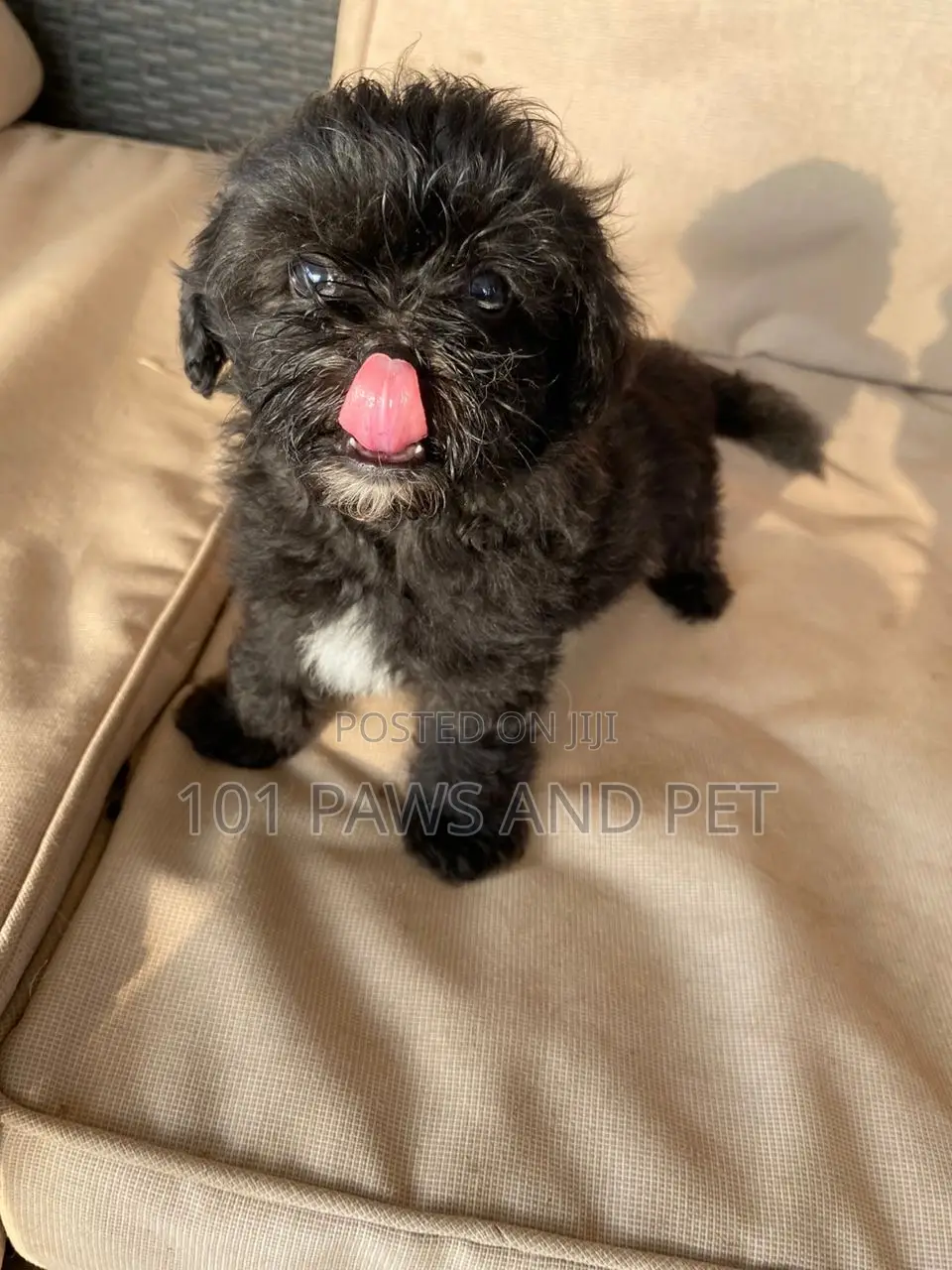 1-3 months Male Purebred Poodle