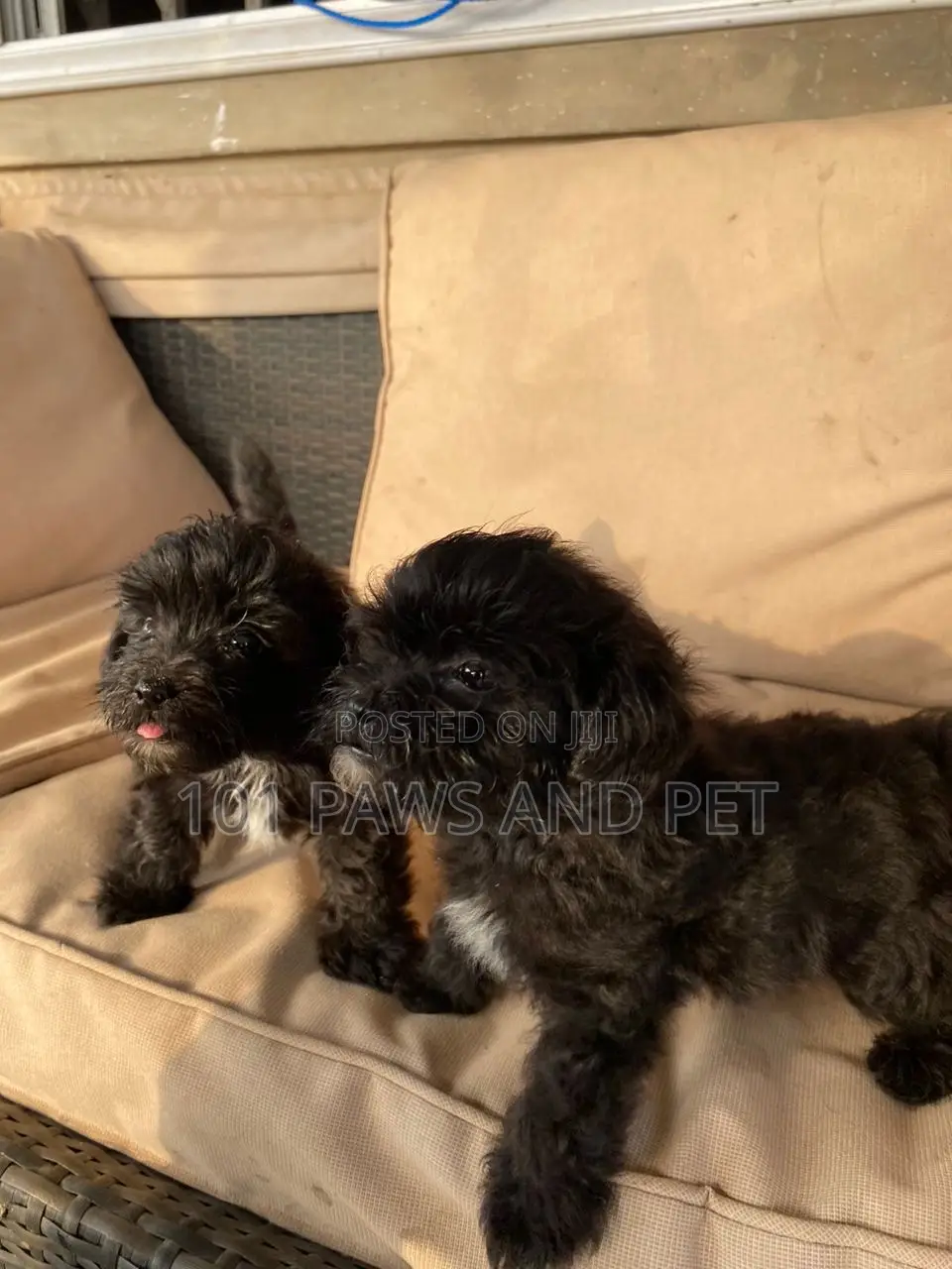 1-3 months Male Purebred Poodle