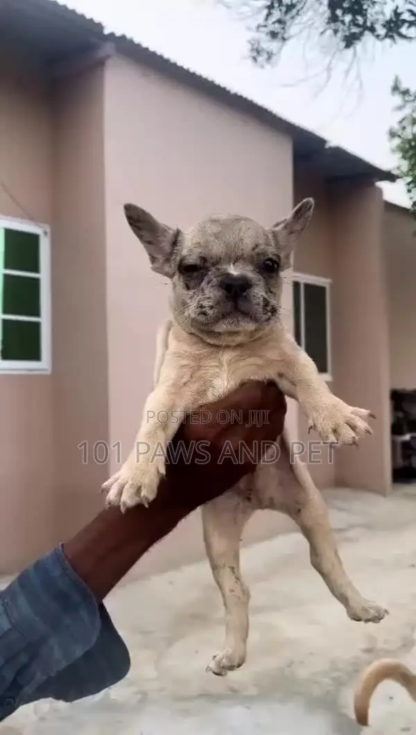 1-3 months Male Purebred French Bulldog