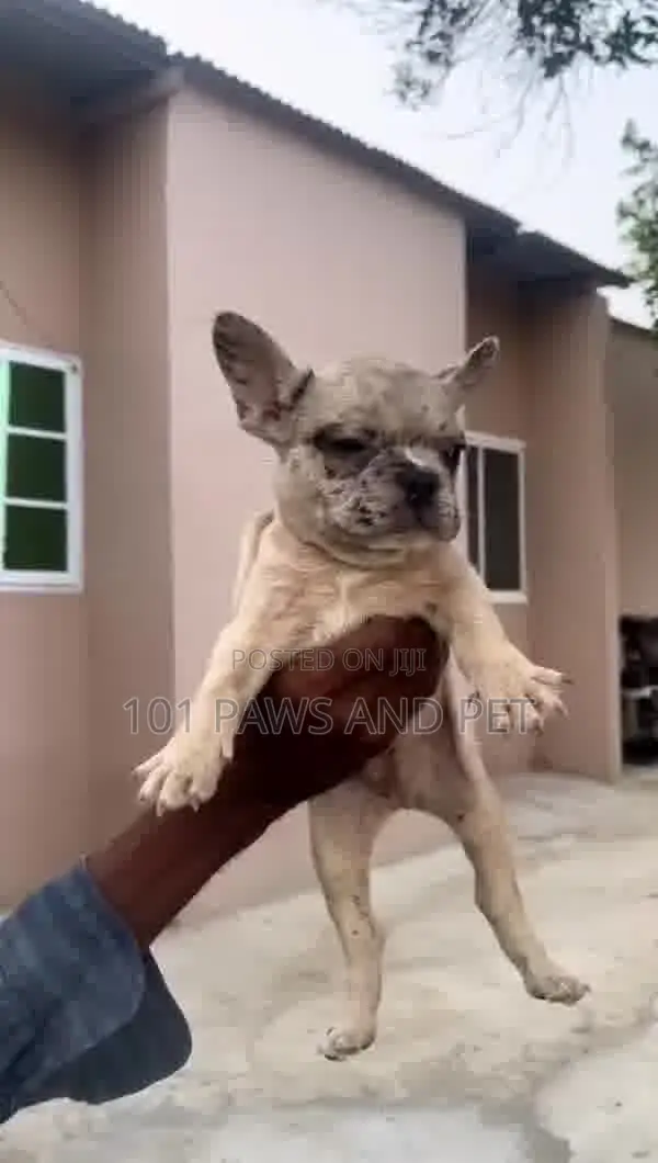 1-3 months Male Purebred French Bulldog