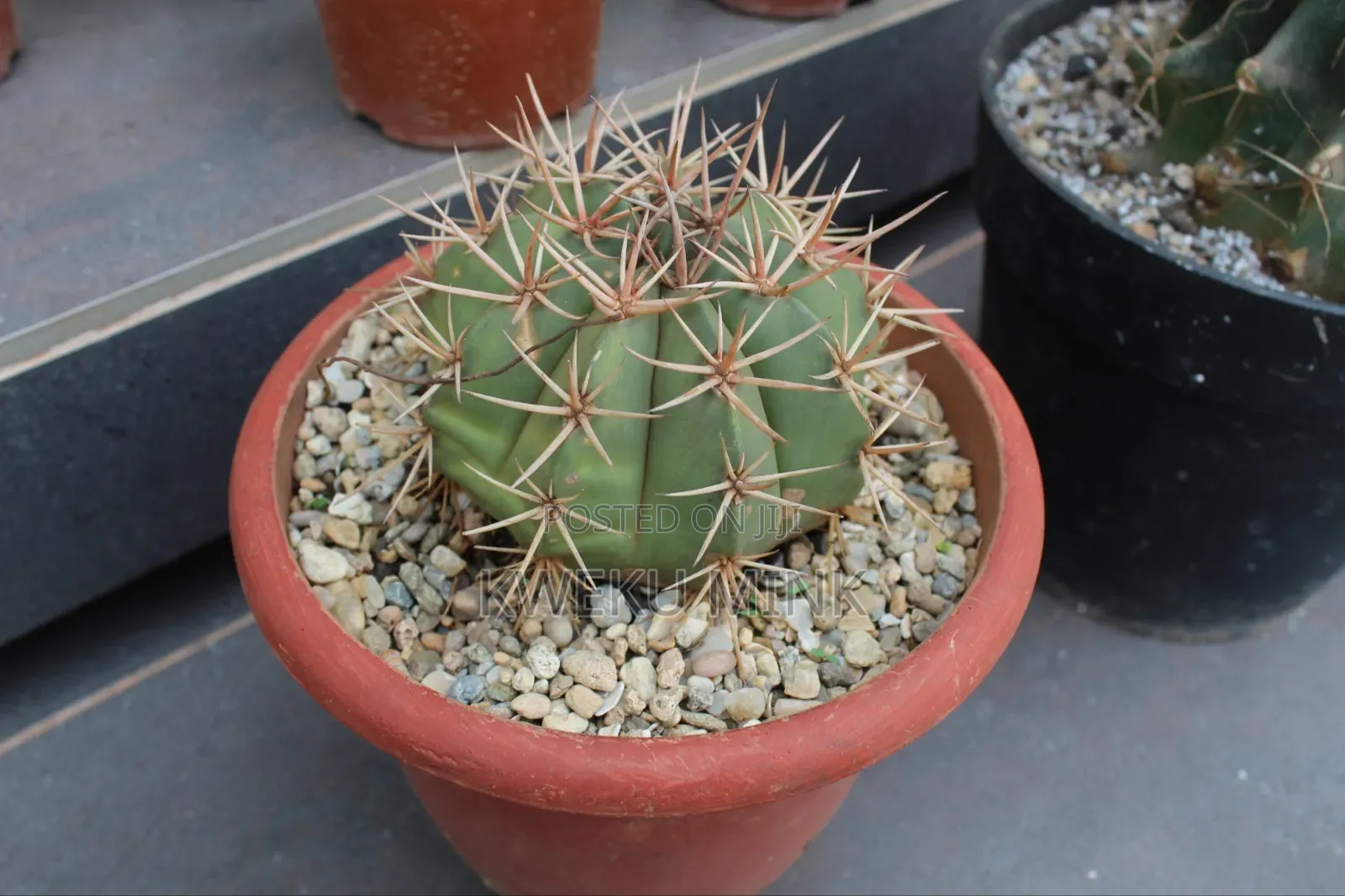 Cactus Plant