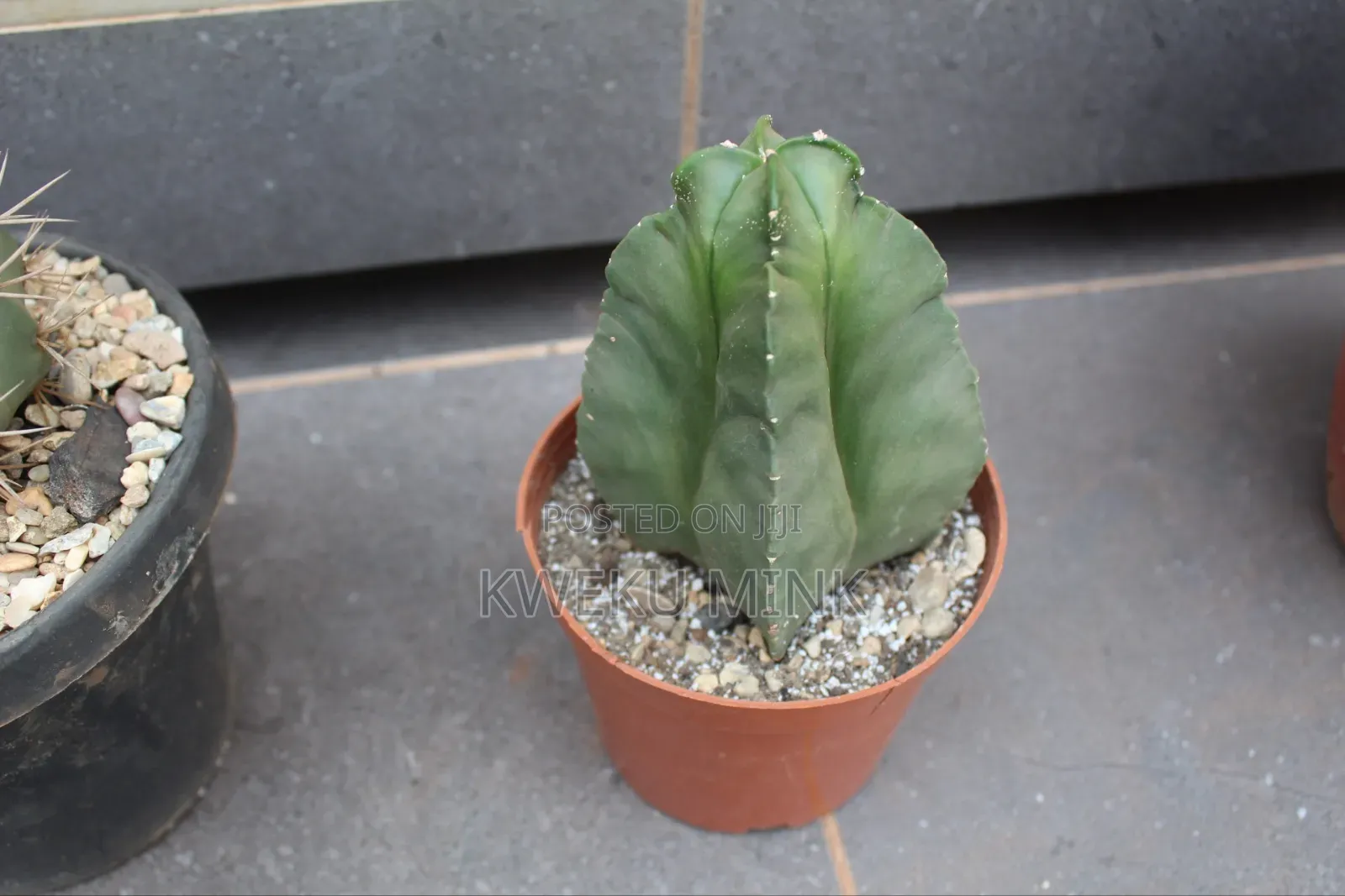 Cactus Plant