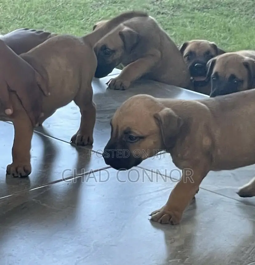 1-3 months Male Purebred Boerboel