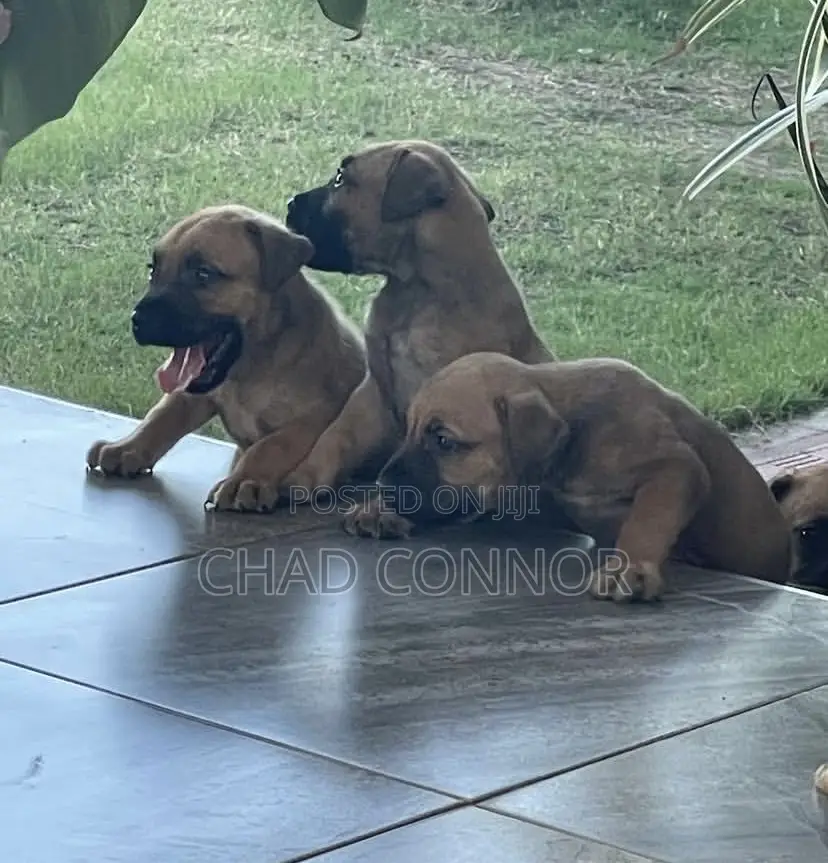 1-3 months Female Purebred Boerboel