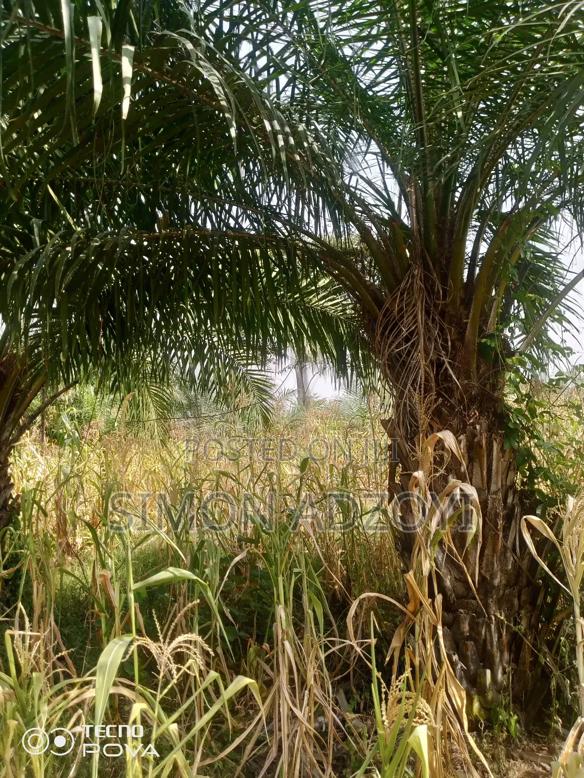 1000 Acres of Cocoa Land for Sale