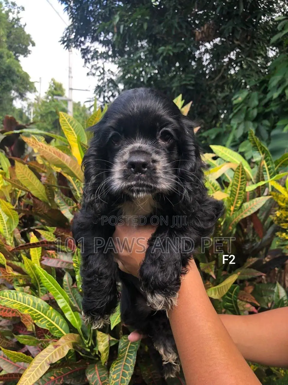 1-3 months Female Purebred Cocker Spaniel
