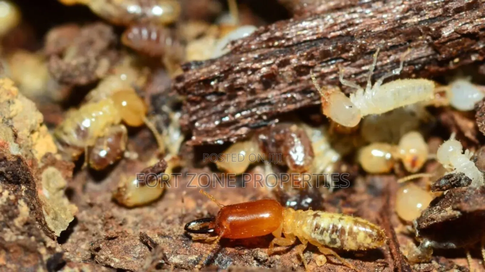 Eco Care Fumigation in Ghana