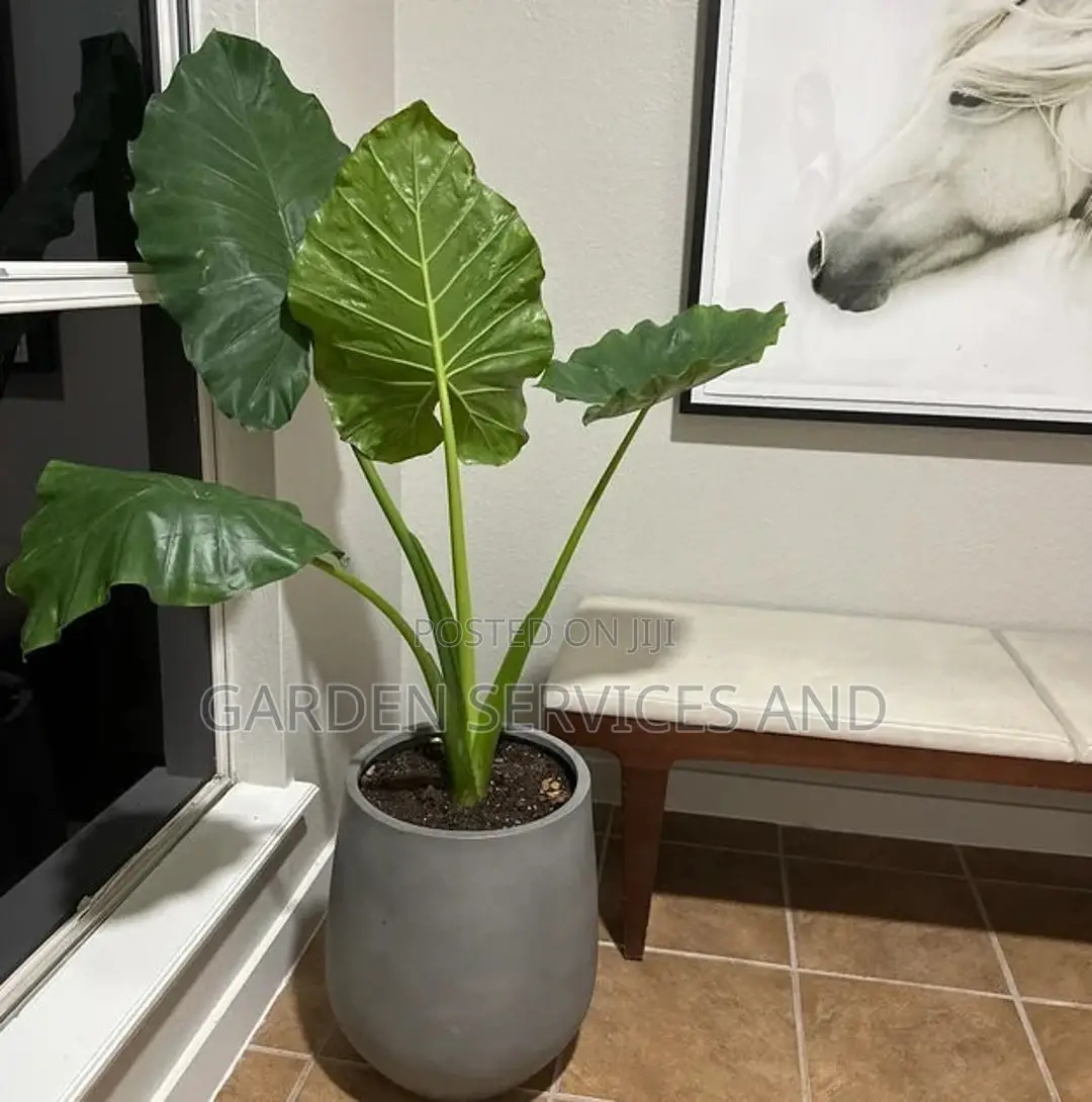 Elephant Ears for Sale