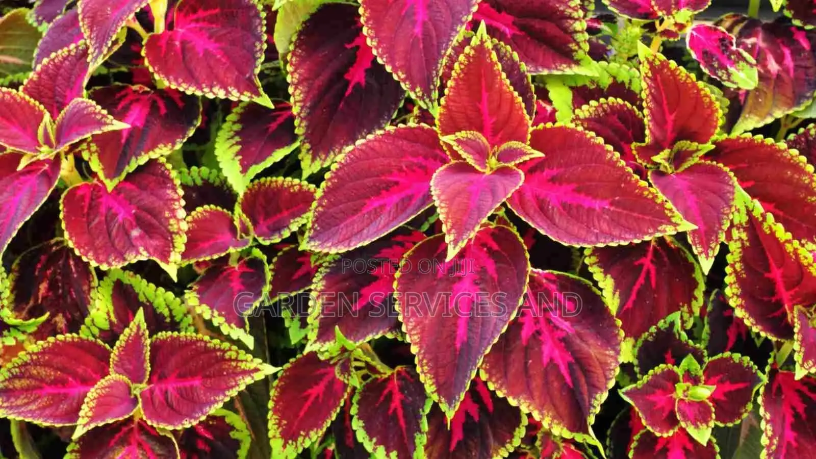 Coleus Plant