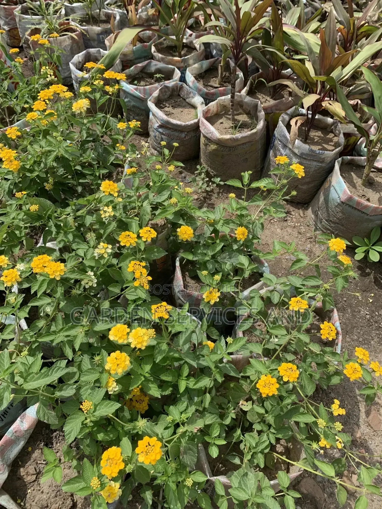 Lantana for Sale