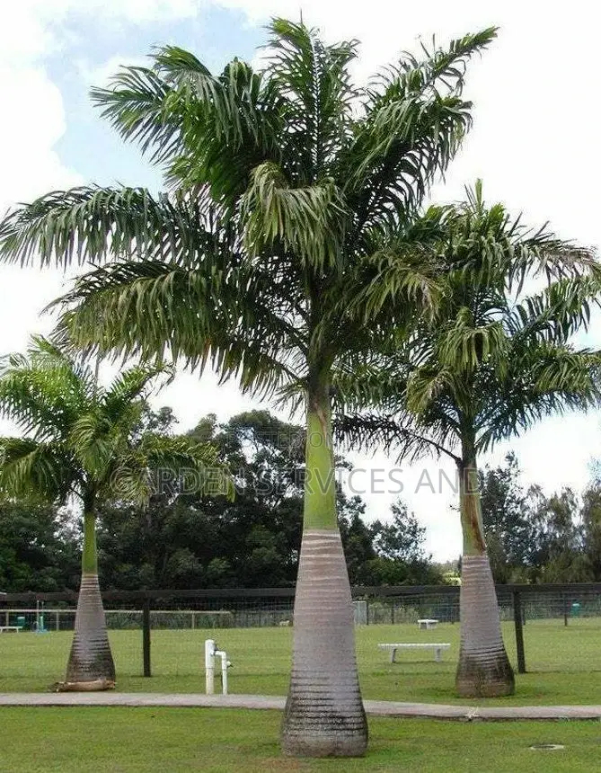 Royal Palms Available