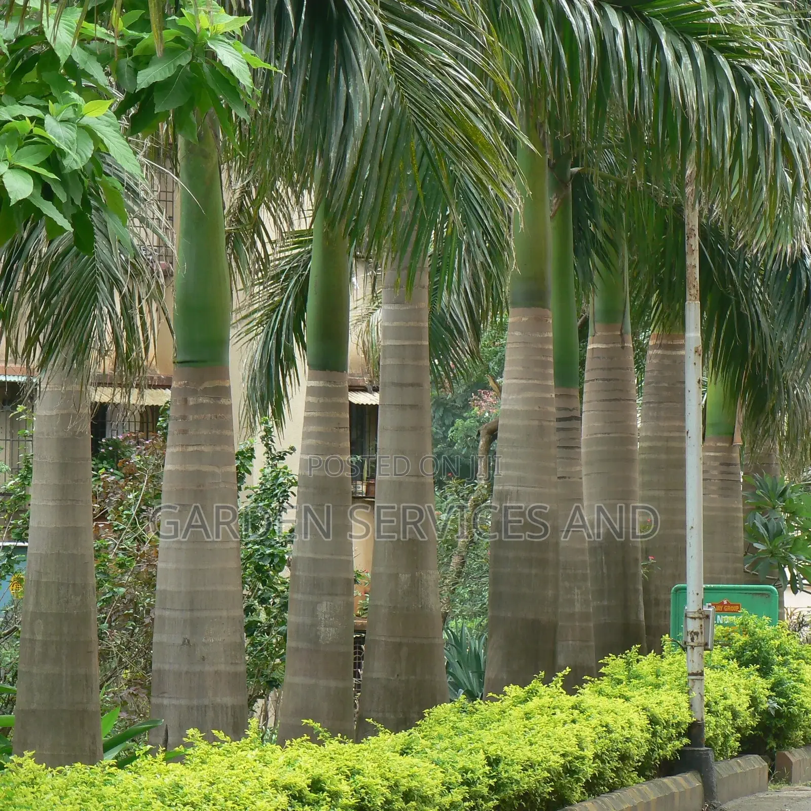 Royal Palms Available