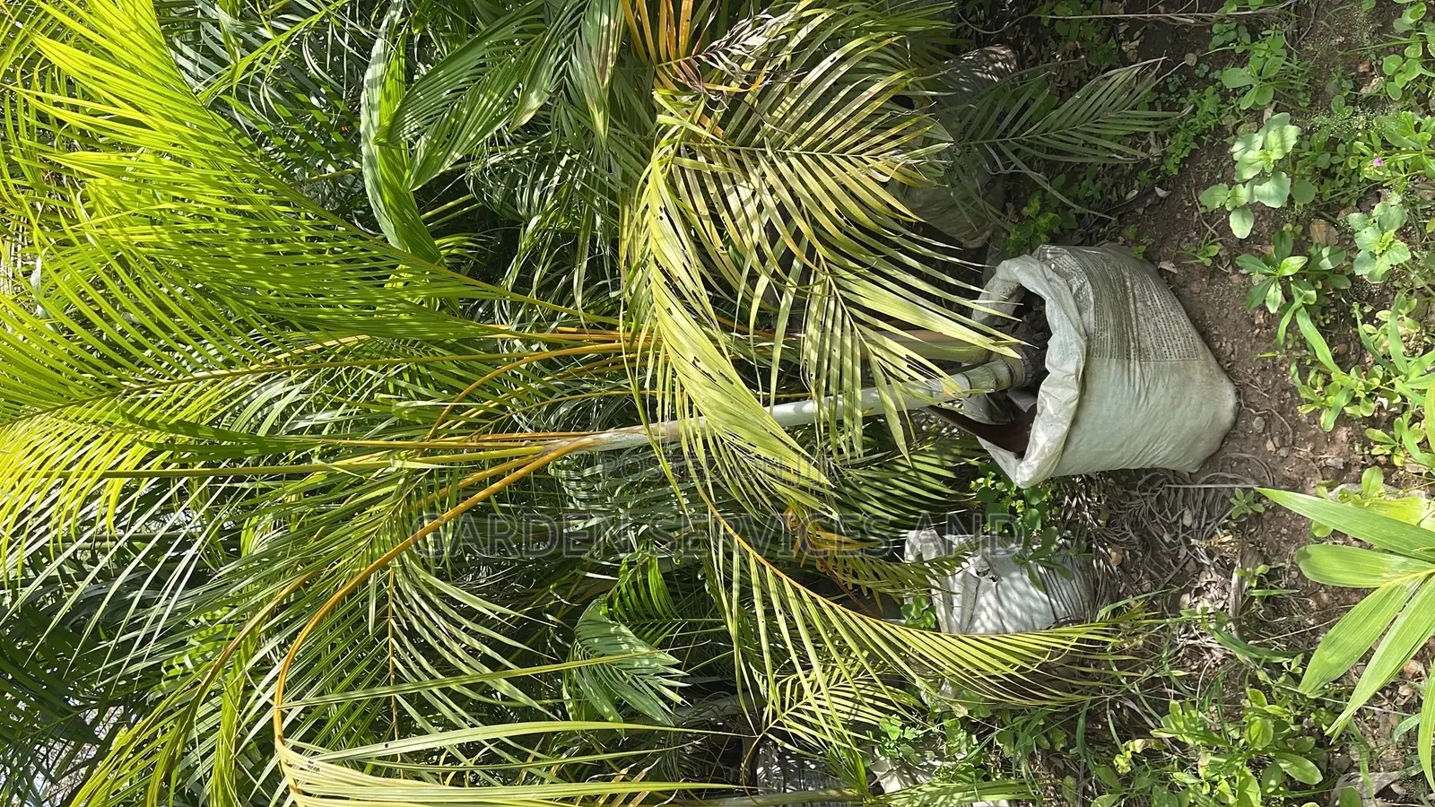Golden Cane Palm for Sale