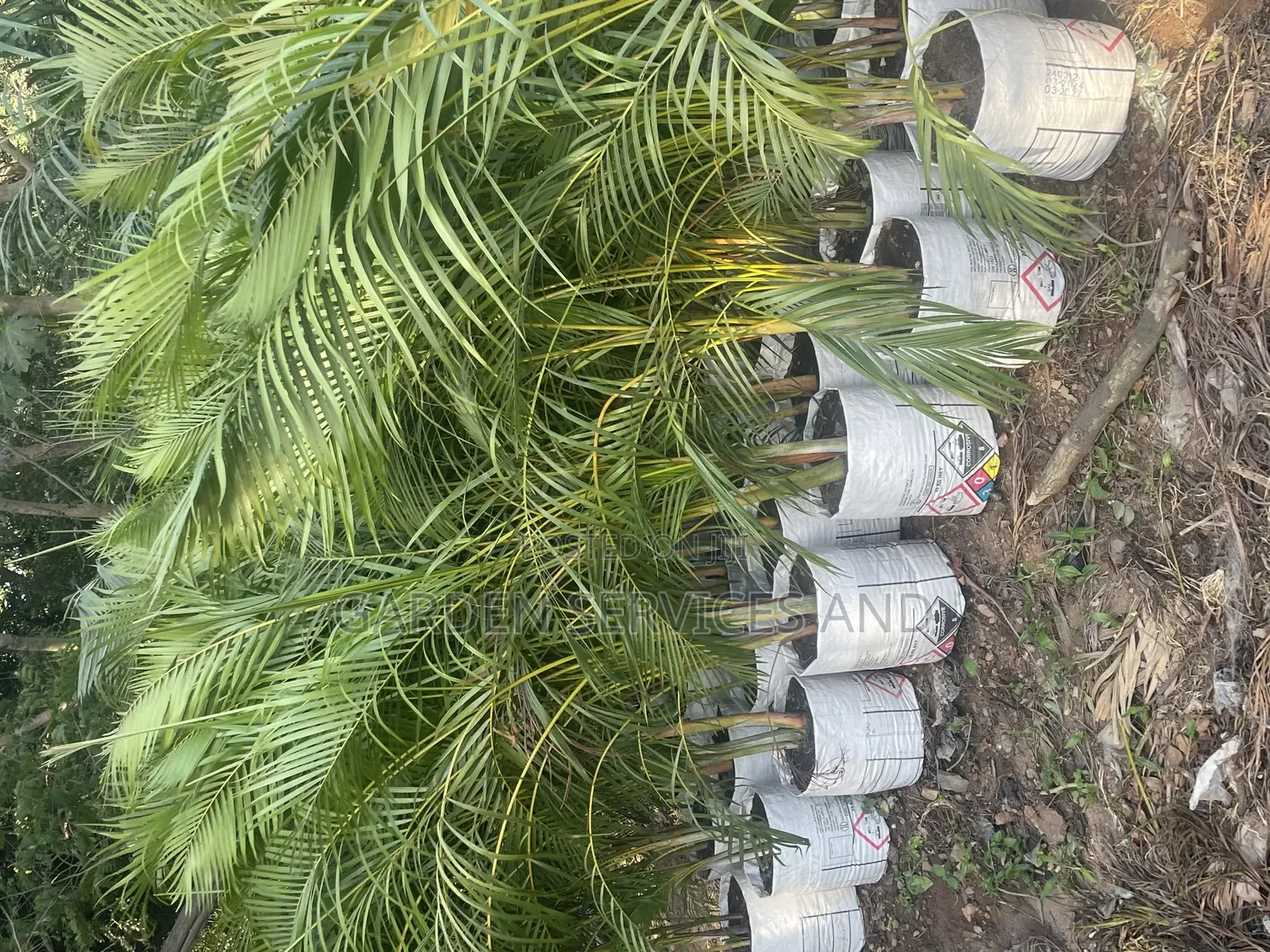 Golden Cane Palm for Sale