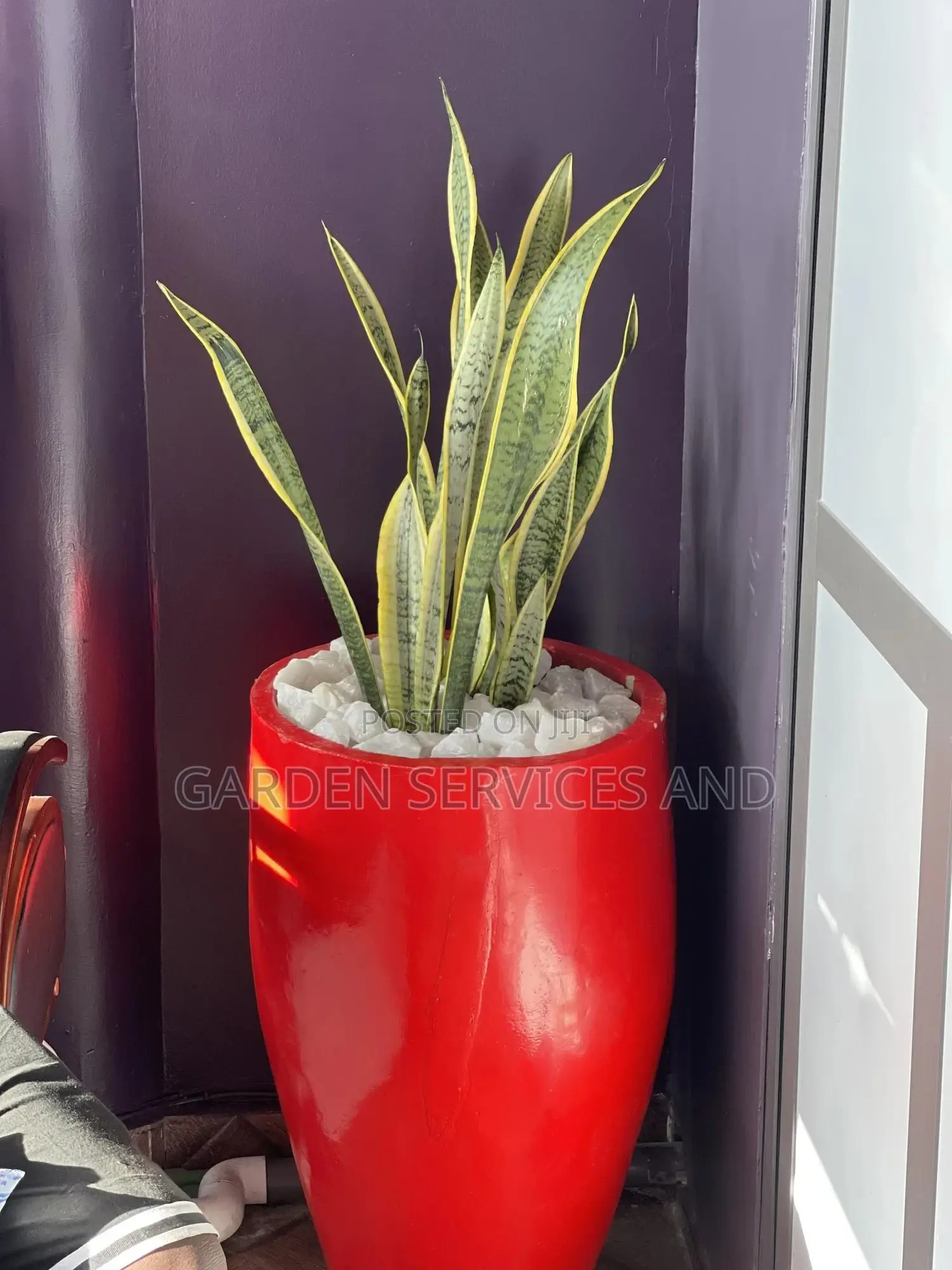 Beautiful Flowers Available for Your House and Offices